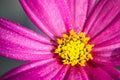 Pink purple wild flower Ã¢â¬ÅWild CosmosÃ¢â¬Â Cosmos bipinnatus, covered by water droplets after rain, blooming during Spring Summer Royalty Free Stock Photo